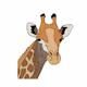Crazy Giraff