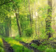 Peaceful leaves everything