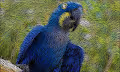 #Birds$