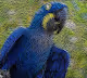 #Birds$