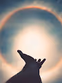 Metaverse_Magicals