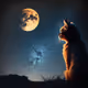 Cats and moon