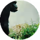 Critically endangered animals