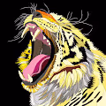 Wildlife Beauties - The Big Cats