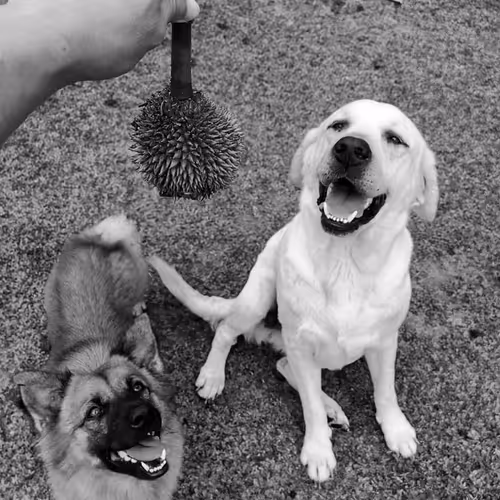 Rescue