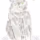 weird white cat