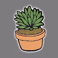 Succulents n Stuff