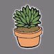 Succulents n Stuff