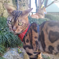 Lemon the Bengal Cat