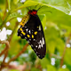 Blissful Butterfly