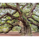 Live Oak Furniture
