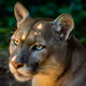 Animal Life #
