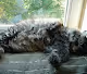 Cat Muffin