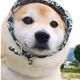 rural dog