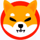 new comer of shiba family