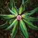 THE BITCOIN FLOWERS