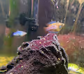 Enchantments of the *tank*