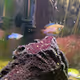 Enchantments of the *tank*
