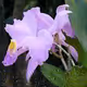 Orquideas y flores