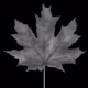Leaf_Metavers