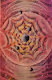 Cosmic Pink