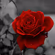 B's Photography