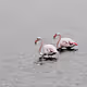 NftFlamingoArt Project 2