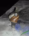 Snail with Joint.