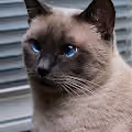 Curious Cat Collection