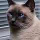 Curious Cat Collection