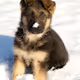 Gunnar