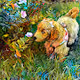 Preshy Pets