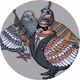 Killer Pigeons