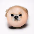 Doge Blobs