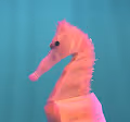 Ocean Dive