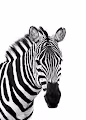 Zebra - Everyone should have a Zebra