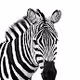 Zebra - Everyone should have a Zebra