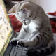 Kitty Programmer