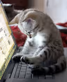 Kitty Programmer