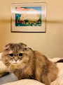 A cat a day keeps the doctor away