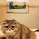 A cat a day keeps the doctor away