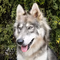 wolfmasavakx