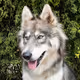 wolfmasavakx