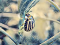 Insectorum