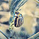Insectorum
