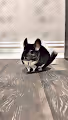 Chinchilla Painting