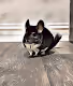 Chinchilla Painting