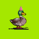 Dick Duck Why Not