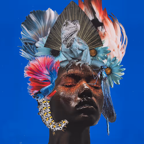 Afro-Disia