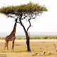 puzzle happy suspicious